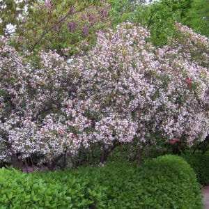 *Majestic Beauty Hawthorn