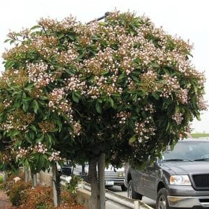 *Majestic Beauty Hawthorn Tree