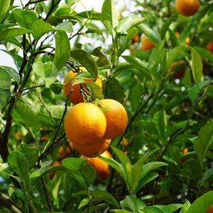 Citrus