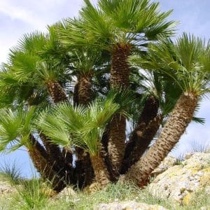 ***Mediterranean Fan Palm