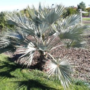 ***Mexican Blue Fan Palm