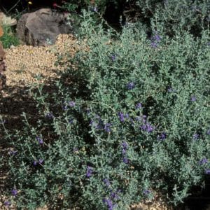 *Mexican Blue Sage