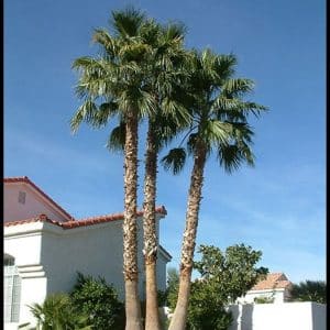 *Mexican Fan Palm