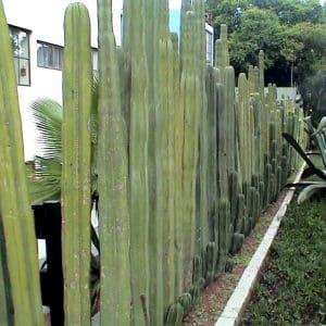 ***Mexican Fence Post