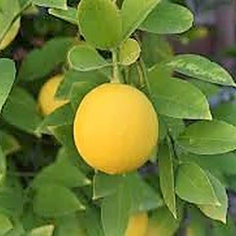 ***Meyer Lemon Tree
