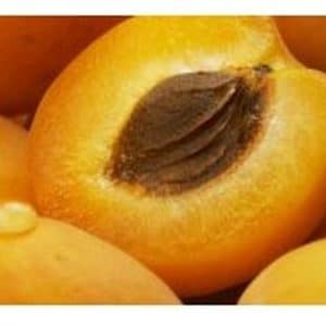 ***Moorpark Apricot