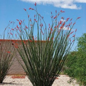 *Ocotillo