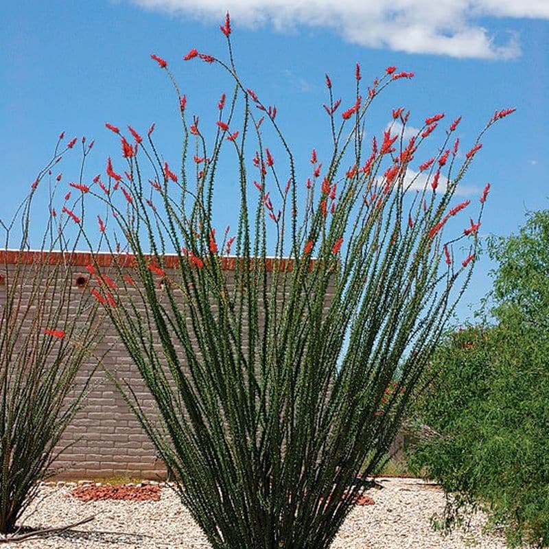 *Ocotillo