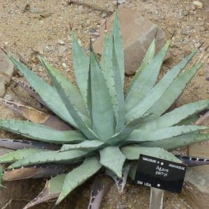 *Parrys Agave