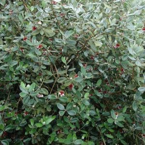 *Pineapple Guava / ***Pineapple Guava Espalier
