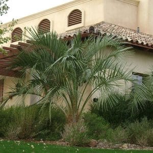 *Pindo Palm