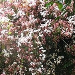*Pink Chinese Jasmine Staked