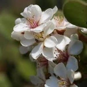 *Pink Lady Hawthorn