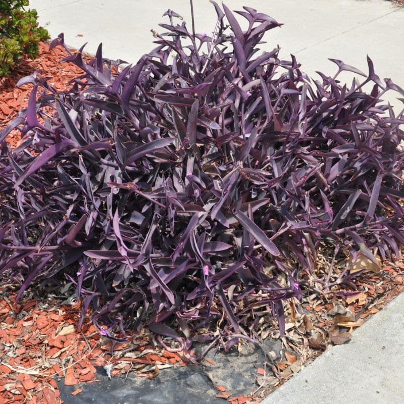 *Purple Heart