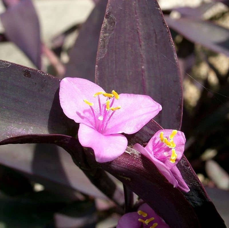 *Purple Heart - Image 2