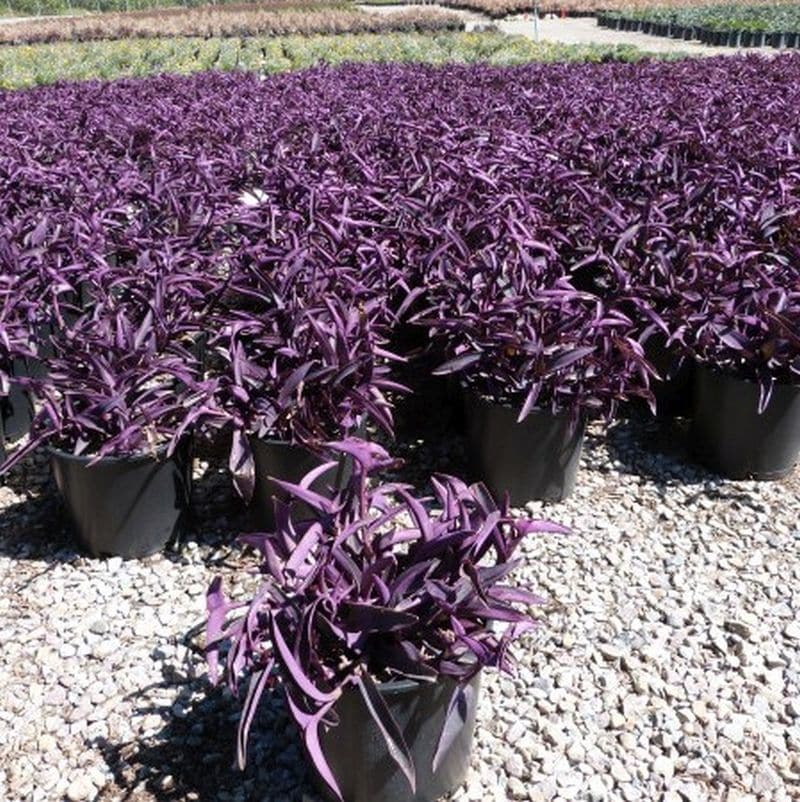 *Purple Heart - Image 3