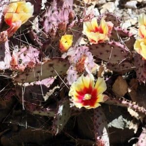 *Purple Prickly Pear