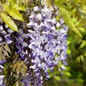 *Purple Wisteria Staked