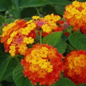 *Radiation Lantana