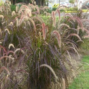 *Red Fountain Grass
