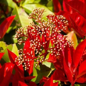 Shrubs