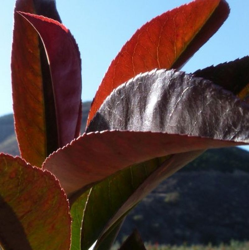 *Redtip Photinia / ***Redtip Photinia Espalier - Image 2