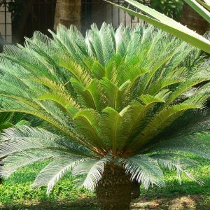 Palms