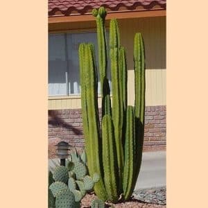 ***San Pedro Cactus