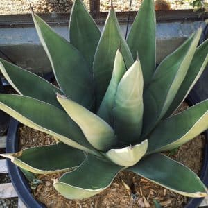 **Shark Skin Agave