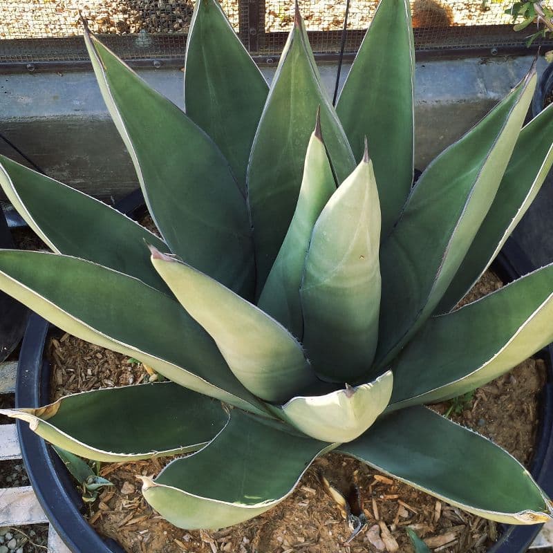 **Shark Skin Agave
