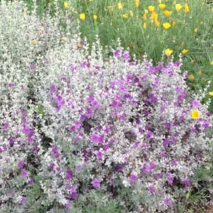 *Silver Cloud Texas Sage