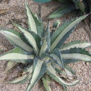 **Silver Queen Agave