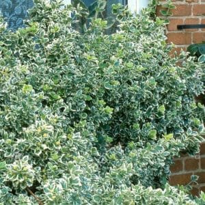 *Silver Queen Euonymus