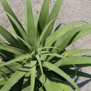 *Spider Agave