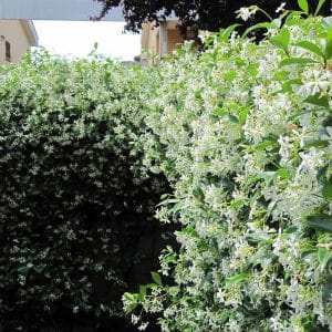 *Star Jasmine