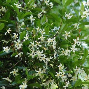 *Star Jasmine Staked