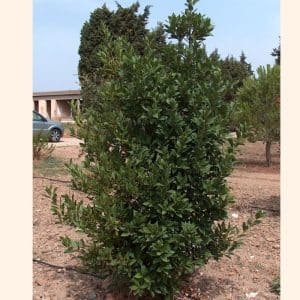 **Sweet Bay Laurel