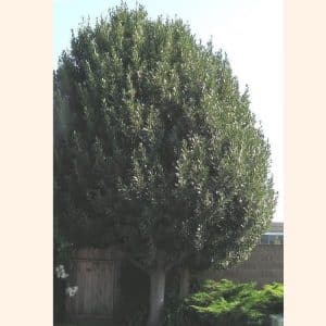 *Sweet Bay Laurel Tree
