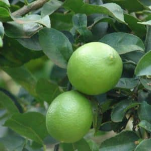 ***Sweet Lime Tree