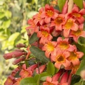 *Tangerine Beauty Crossvine Staked