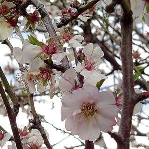 ***Texas Mission Almond