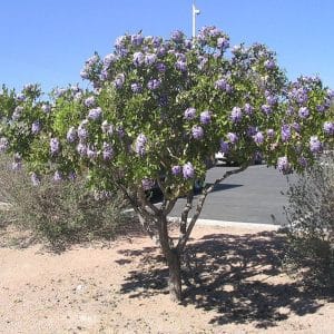 **Texas Mountain Laurel Tree