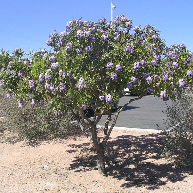 **Texas Mountain Laurel Tree