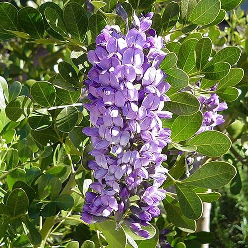 **Texas Mountain Laurel Tree - Image 2