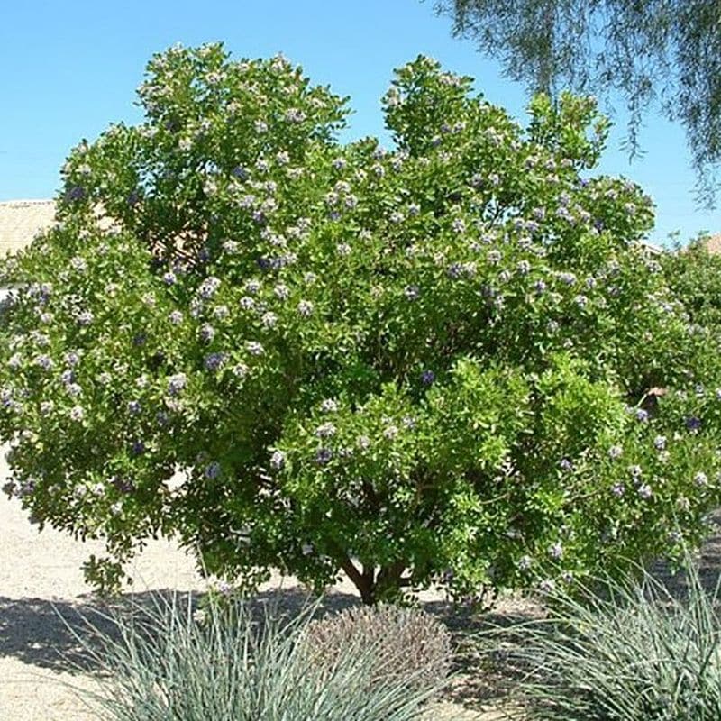 **Texas Mountain Laurel Tree - Image 3