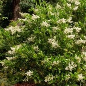 *Texas Privet