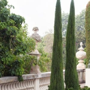 ***Tiny Tower Cypress