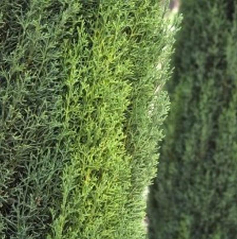 ***Tiny Tower Cypress - Image 2
