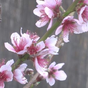 ***Tropic Snow Peach