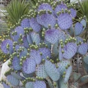 *Tubac Prickly Pear
